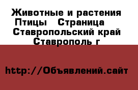 Животные и растения Птицы - Страница 2 . Ставропольский край,Ставрополь г.